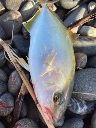 ショッコの釣果