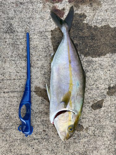 ショゴの釣果