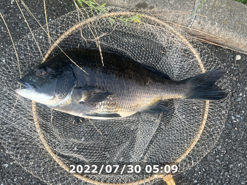 クロダイの釣果