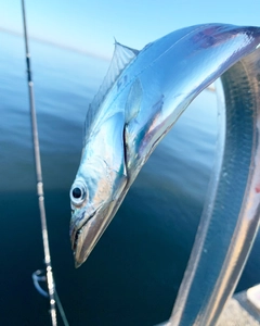 タチウオの釣果