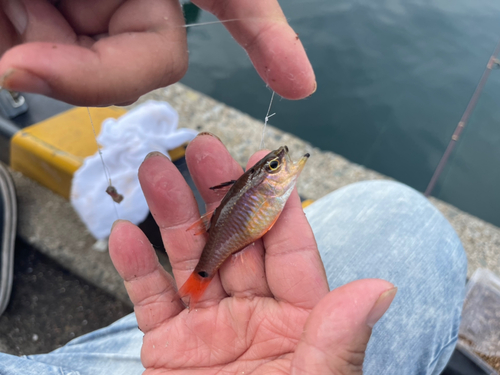 クロホシイシモチの釣果