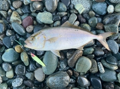 ショゴの釣果