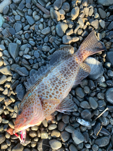 オオモンハタの釣果