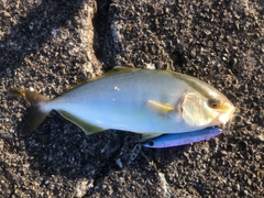 ショゴの釣果