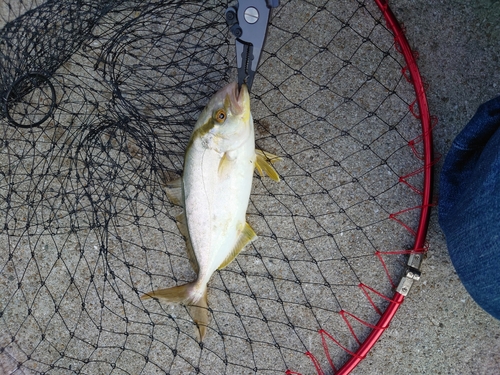 ショゴの釣果