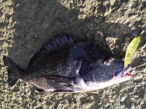 チヌの釣果