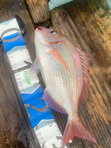 チダイの釣果