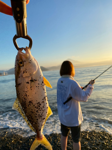 ショゴの釣果