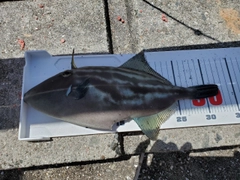 ウマヅラハギの釣果