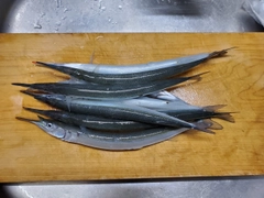 サヨリの釣果