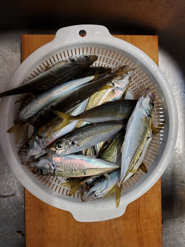 アジの釣果