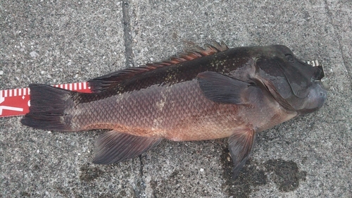 コブダイの釣果