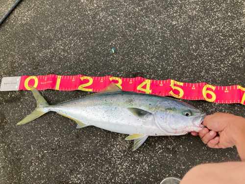 イナダの釣果