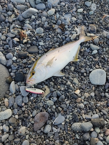 ショゴの釣果