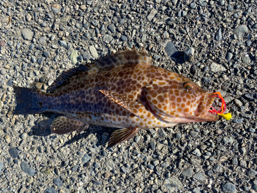 オオモンハタの釣果