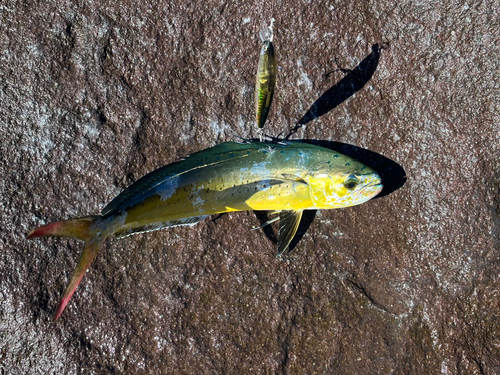 シイラの釣果