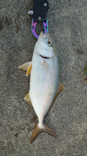 ショッコの釣果