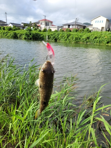 クサフグの釣果