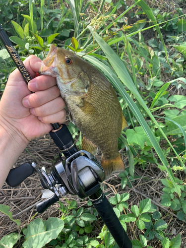 スモールマウスバスの釣果