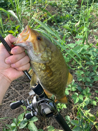 スモールマウスバスの釣果