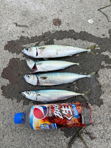 サバの釣果