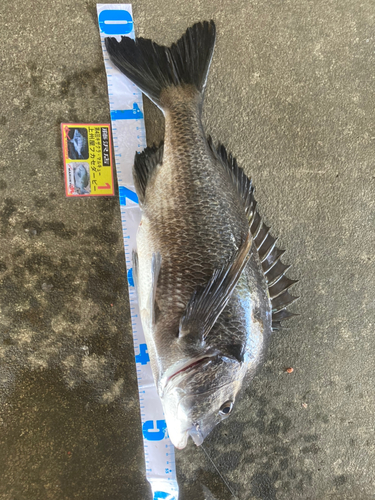 クロダイの釣果