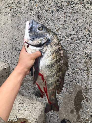 チヌの釣果