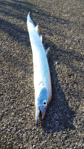 タチウオの釣果