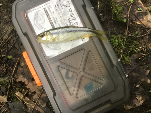 カワムツの釣果