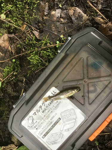 タカハヤの釣果