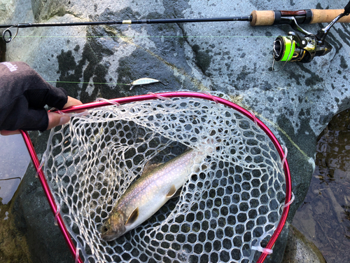 イワナの釣果