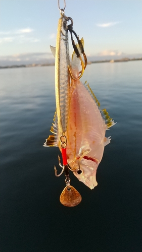 ヒイラギの釣果