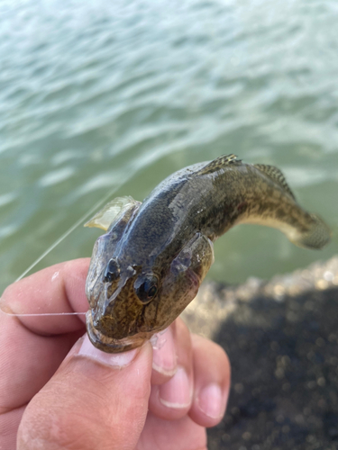 ハゼの釣果