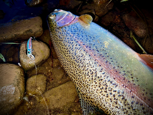 ニジマスの釣果