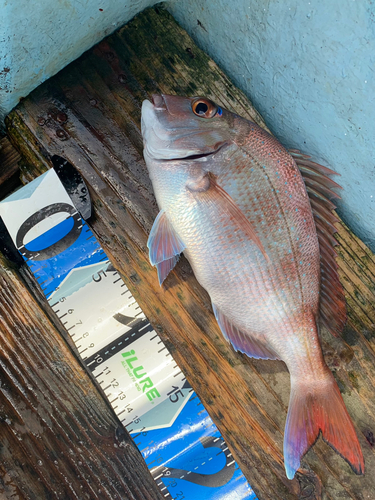 マダイの釣果