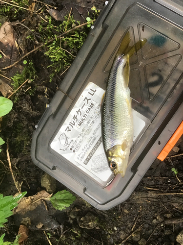 カワムツの釣果