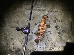 キジハタの釣果