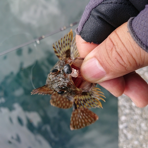 アラカブの釣果