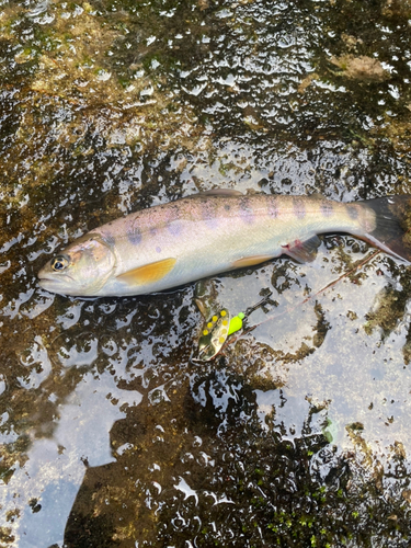 ヤマメの釣果