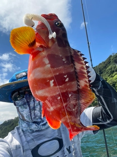 アカハタの釣果