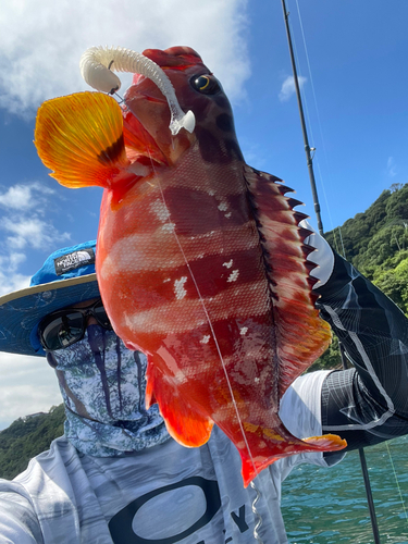 アカハタの釣果