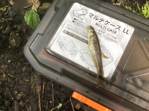 タカハヤの釣果