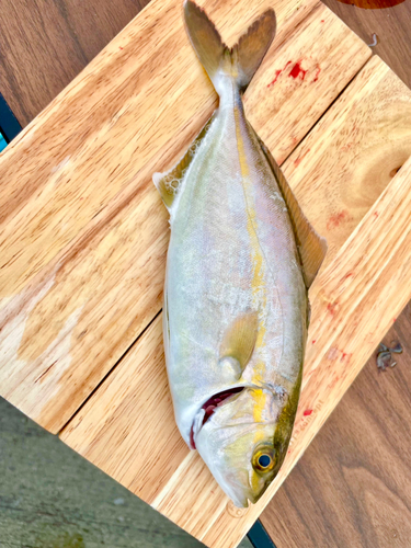 ショゴの釣果