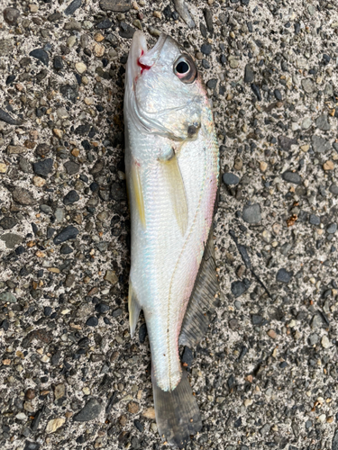 イシモチの釣果