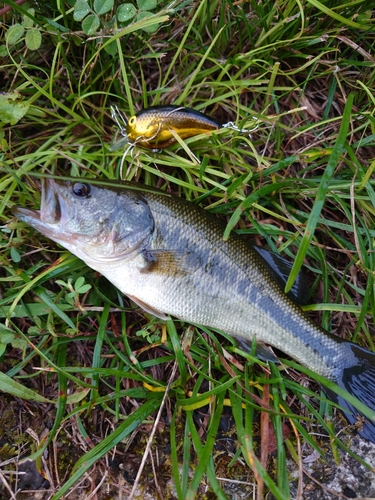 ラージマウスバスの釣果