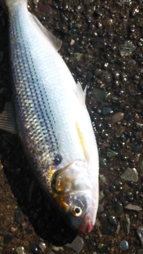 カタボシイワシの釣果