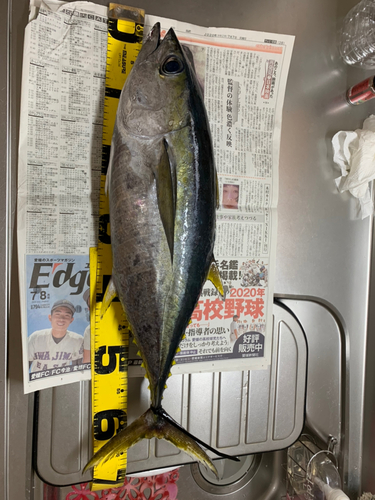 キハダマグロの釣果