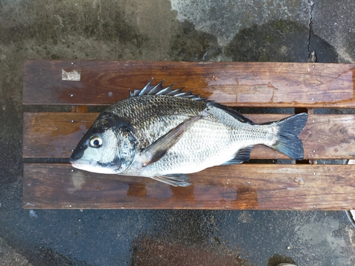 チヌの釣果