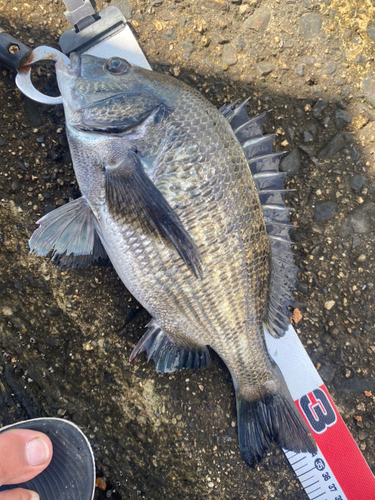 チヌの釣果