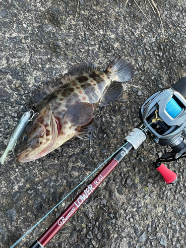 チャイロマルハタの釣果